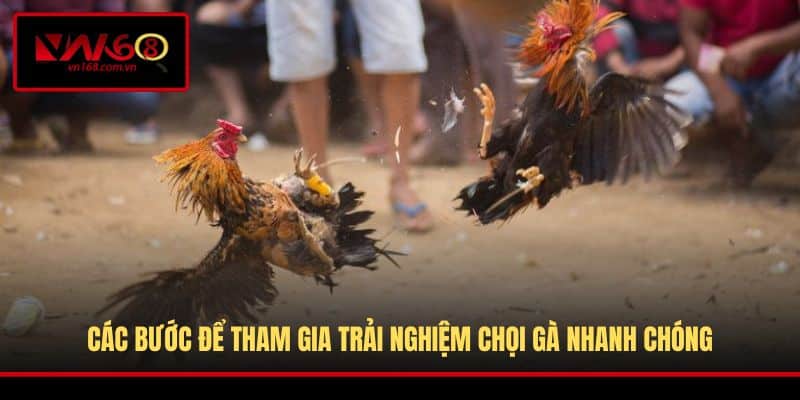 Đá gà Thomo góp mặt nhiều chiến kê khủng