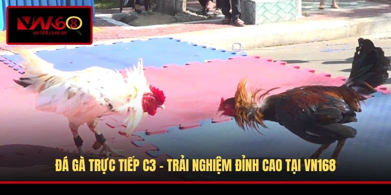 Đá Gà Trực Tiếp C3
