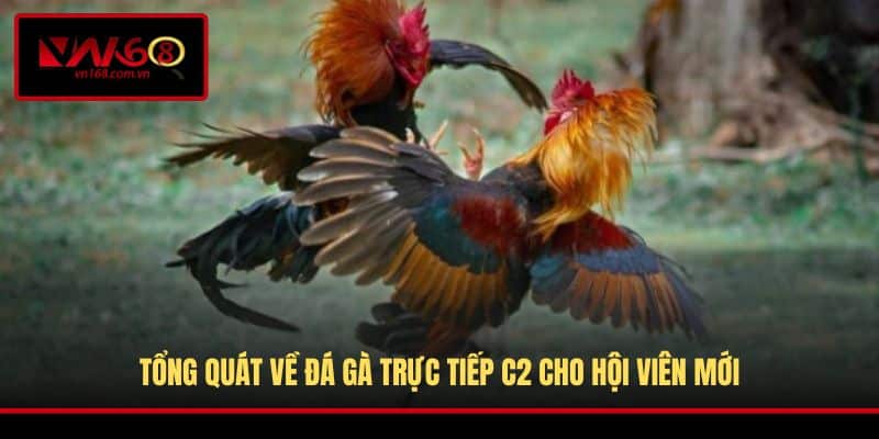 Tổng quát về đá gà trực tiếp C2 cho hội viên mới