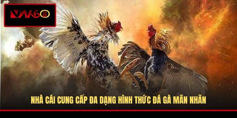 nha-cai-cung-cap-da-dang-hinh-thuc-da-ga-man-nhan